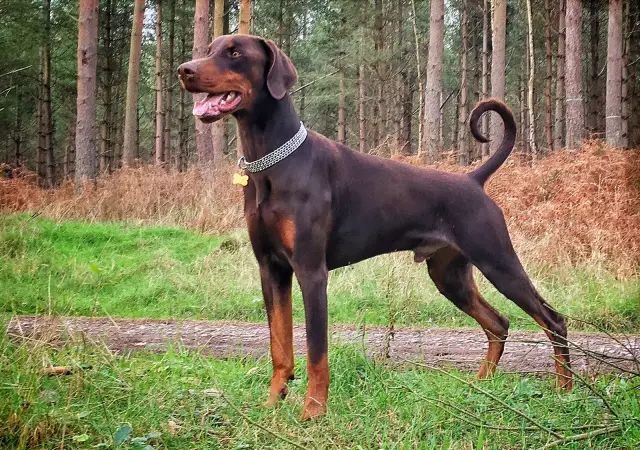 Est-ce que Doberman Pinschers perd beaucoup?