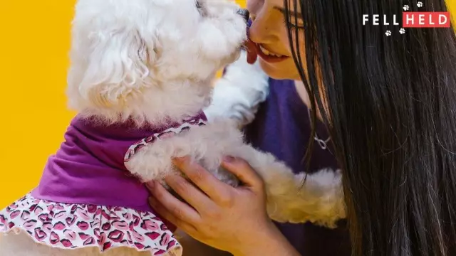 Pourquoi mon chien lèche-t-il sa cage?