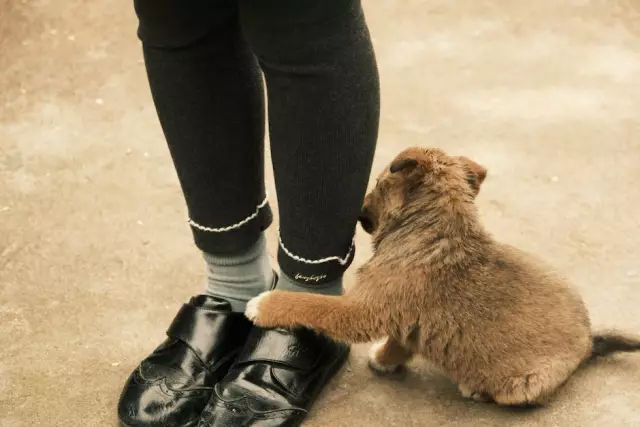 Pourquoi mon chien se frotte-t-il le long des côtés du divan en marchant?