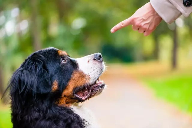 Comment amener un chien à cesser de manger de l'herbe et des feuilles