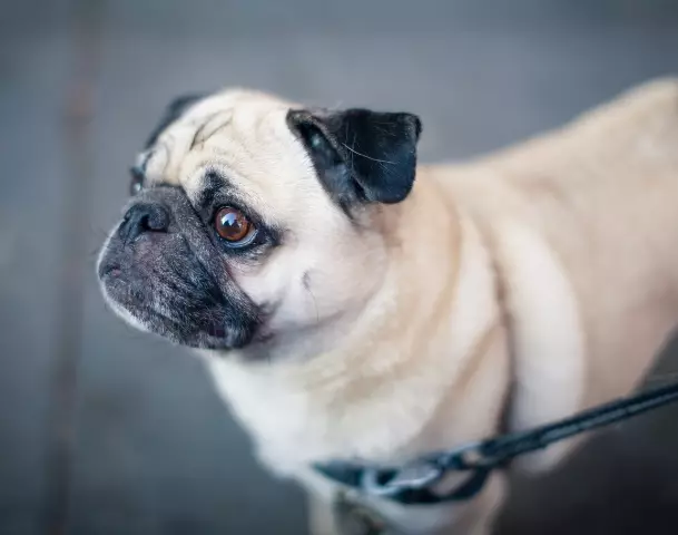 Hunde, die beim Gehen an der Leine kauen