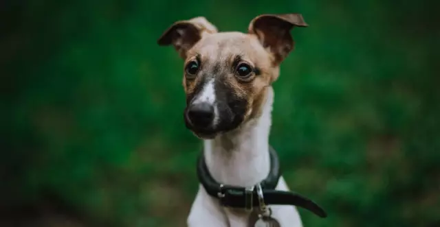 Hunde, die nicht viel bellen, sind gut für Wohnungen