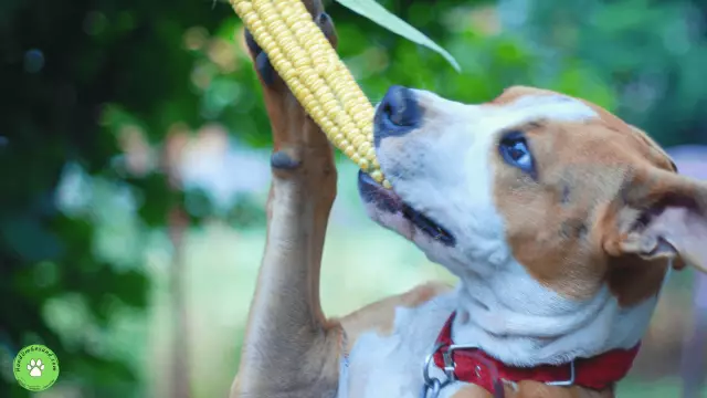 Est-ce que les chiens mangent du maïs concassé?