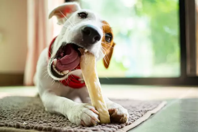 Wie oft sollen Hunde töpfchen gehen?