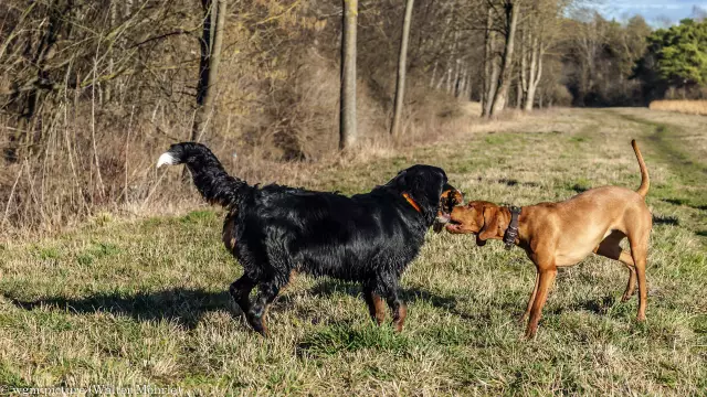 Haben Hunde zwei Fellmäntel?