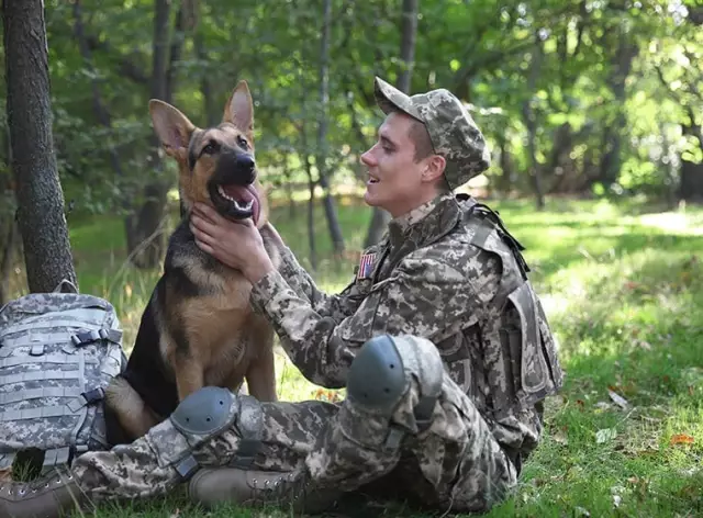 Quels chiens sont utilisés dans l'armée?