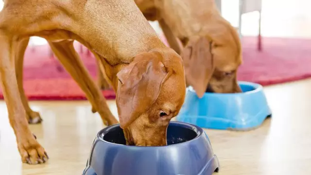 Das beste Futter für einen Hund mit Herzbeschwerden