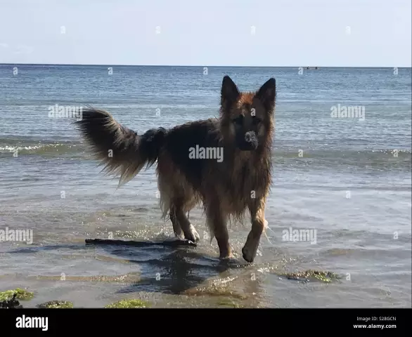 Comment donner un bain parfait à un chien aux cheveux longs