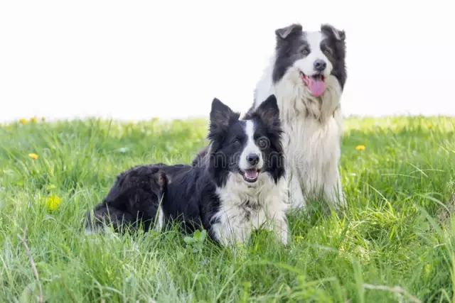 So pflegen Sie Ihren Collie für ein Exterieur-Match