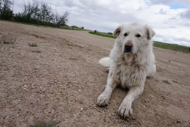 Ist der irische Wolfshund einer der größten Hunde?