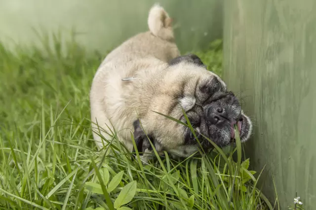 Was bedeuten Nierenzahlen bei Hunden?