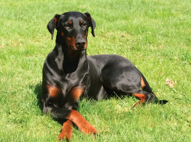 Was ist ein König Dobermann Pinscher?