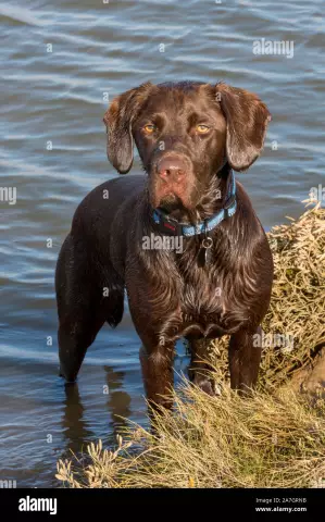 Labrador Vs. Springer Spaniel