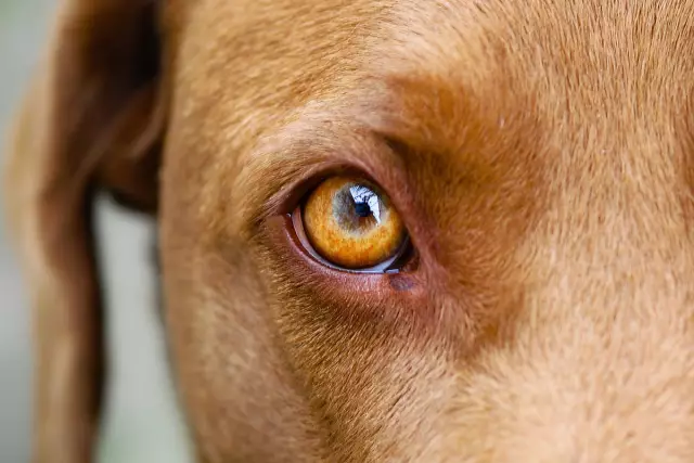 Comment blanchir naturellement la fourrure d'un chien