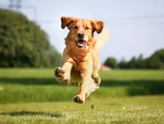 Die normale Herzfrequenz eines Golden Retriever