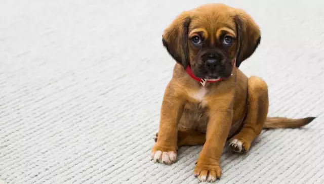 Quel âge ont les chiens avant qu'ils ne soient considérés comme des personnes âgées?