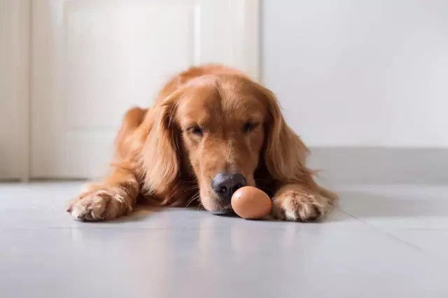 Plantes d'extérieur nuisibles aux chats et aux chiens