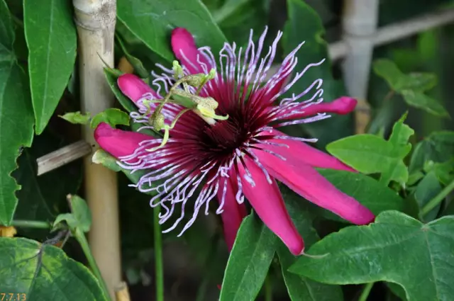 Ist Passiflora Vine sicher für Hunde?