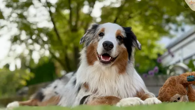 Ein Petit-Mal-Anfall bei Hunden