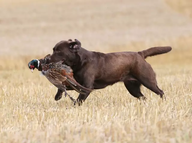 Eine physikalische Beschreibung der Labrador Retriever