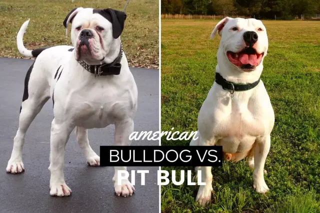 Pit Bull Terriers Vs. Boerboels