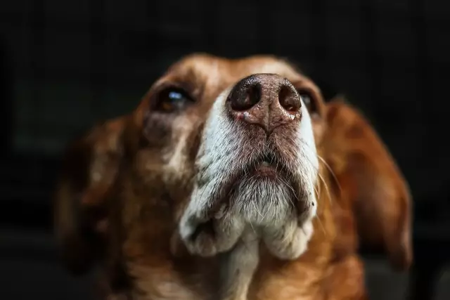 Wie Sie verhindern, dass Hunde heulen, wenn Sie unterwegs sind