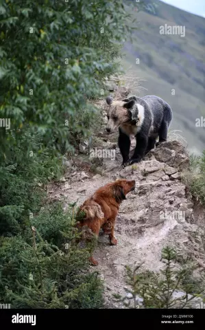 Verhindern, dass Menschen von einem Haushund einen Spulwurm bekommen