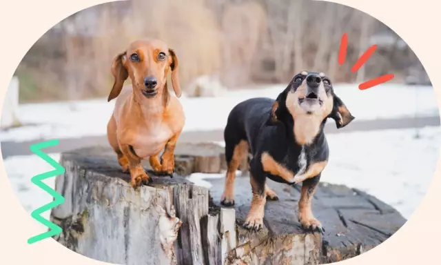 Probleme mit der Ausübung von Hunden mit Fahrrädern