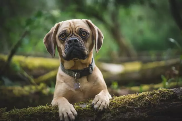 Problèmes avec Puggles