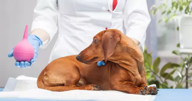 Quand devrais-je amener des chiots nouveau-nés chez le vétérinaire?