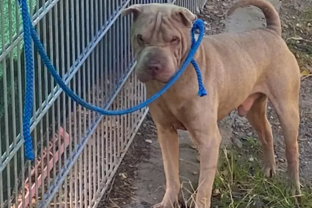 Hautprobleme bei einem Shar-Pei