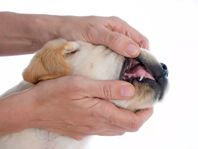 So verhindern Sie, dass ein Hund einen anderen Hund auflädt