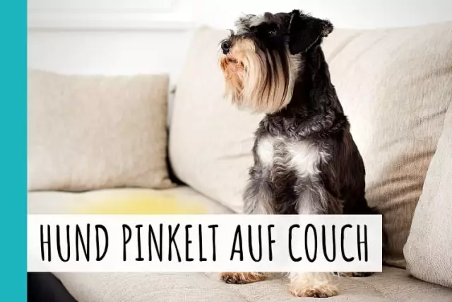 So verhindern Sie, dass ein Hund auf dem Bett pinkelt und kackt