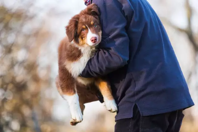 Wie man einen Hund vom Stinken abhält