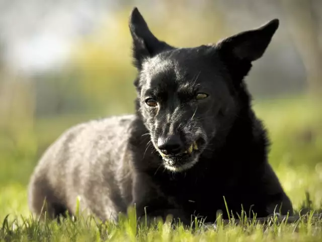 Comment empêcher les chiens de grandir et de claquer