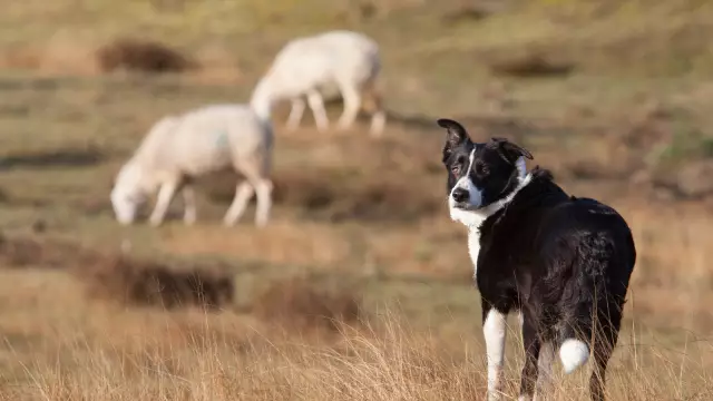 Sind Schlaganfälle bei Hunden erblich?