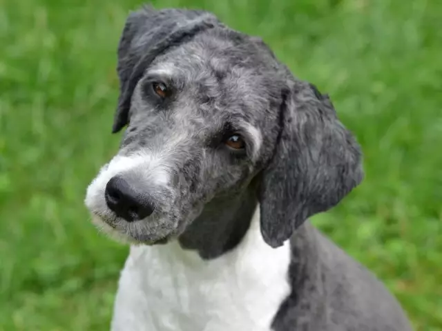 Transformer la nourriture d'un vieux chien en maison