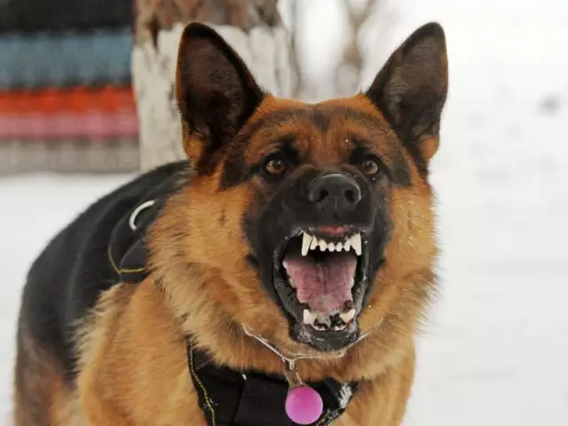 Les symptômes après l'anesthésie chez le chien