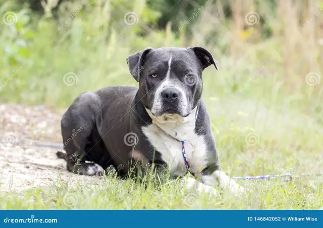 Existe-t-il un chien connu sous le nom de Bluenose Pit Bull ou de Bluenose Bulldog?