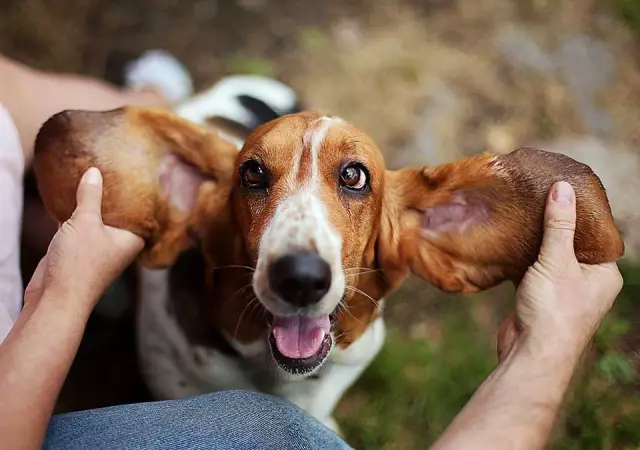 Les meilleures choses à nettoyer avec les oreilles d'un chien