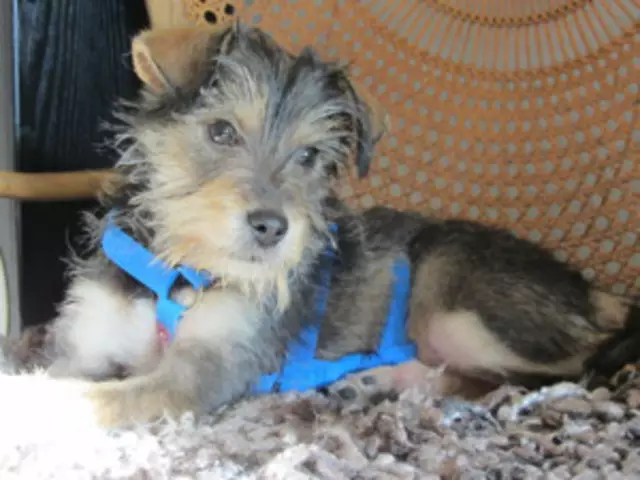 Wie man einen Top Knot auf einem Yorkshire Terrier bindet