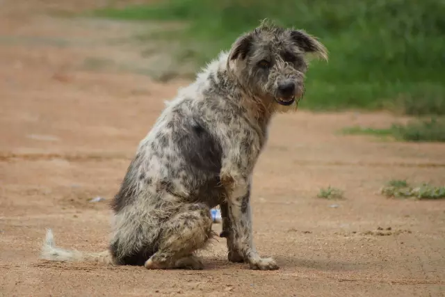 Behandlung für Hunde mit Malassezia Pachydermatis