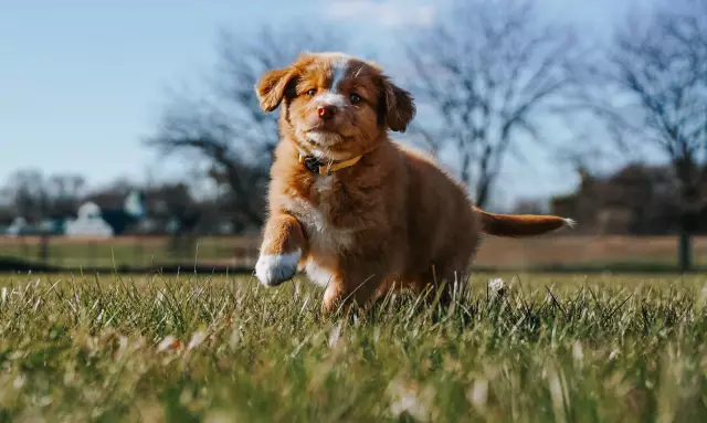 Comment utiliser les coussins pour chiot et l'entraînement au pot en plein air ensemble