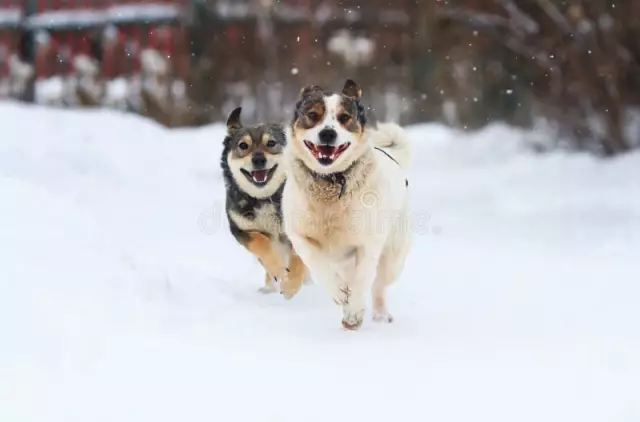 Zwei Hunde gleichzeitig laufen