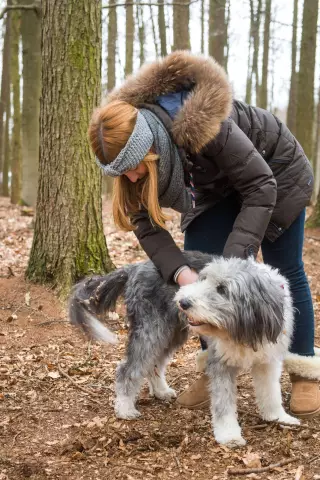 Qu'est-ce qui ferait un chien creuser la saleté?