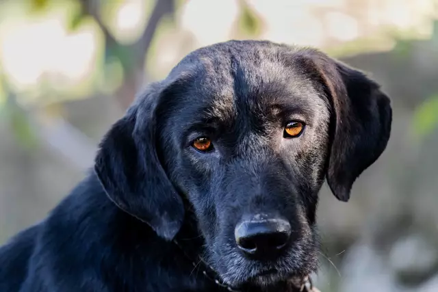 Systèmes de surveillance de jardin pour chiens