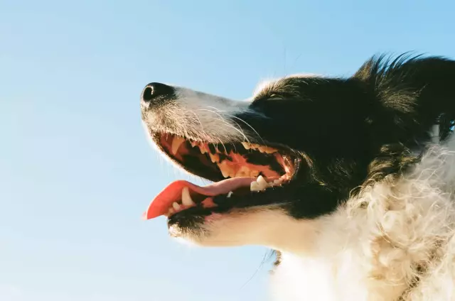 Maladies canines zoonotiques