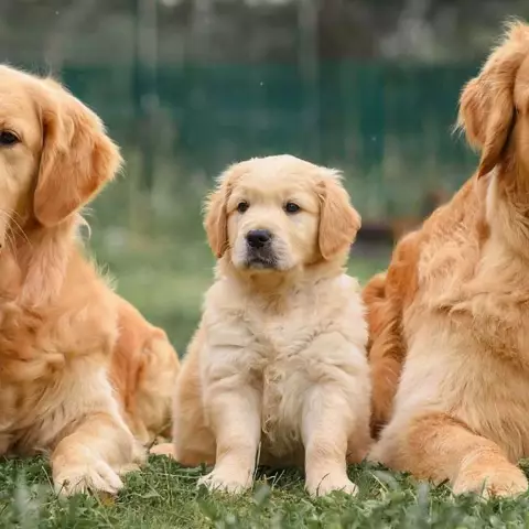 À quel âge un chiot commence-t-il à écouter des commandes?