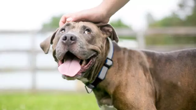 Comportements d'attaquer des humains chez un chien