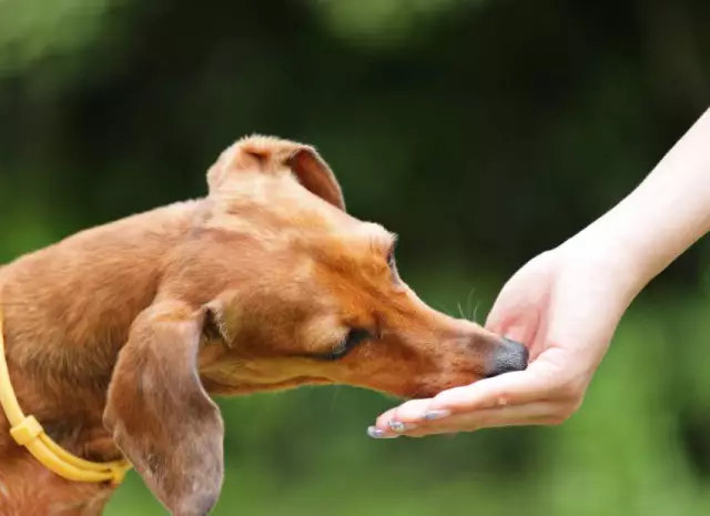 Ist es besser, einen Hund vor oder nach dem Training zu füttern?